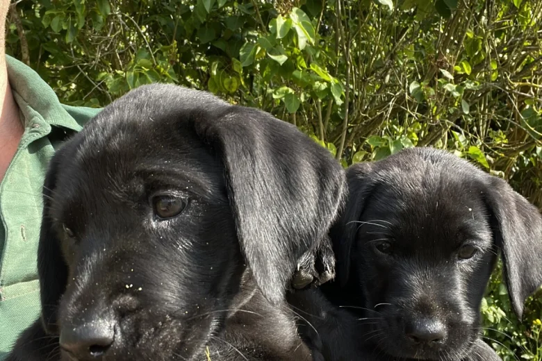 Labrador Retriever