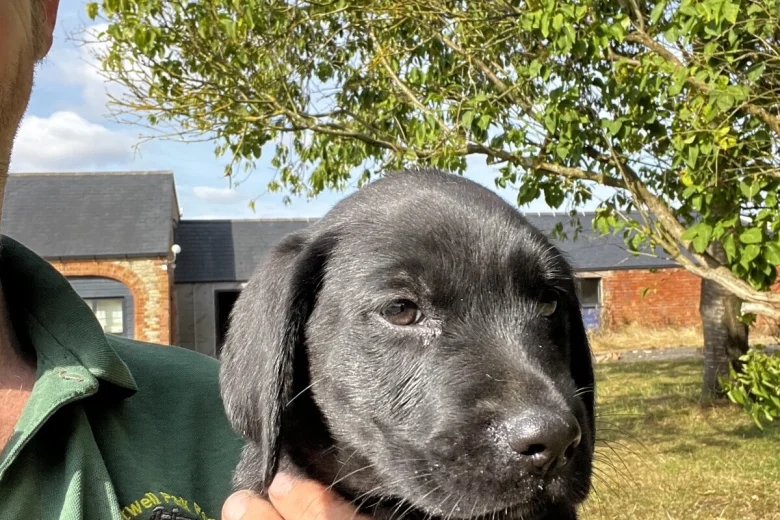Labrador Retriever