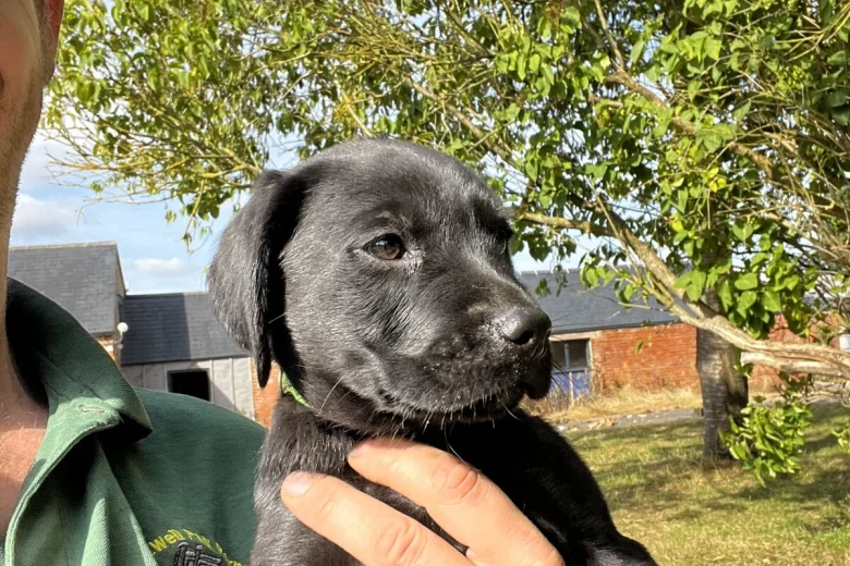 Labrador Retriever