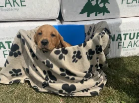 Labrador Retriever