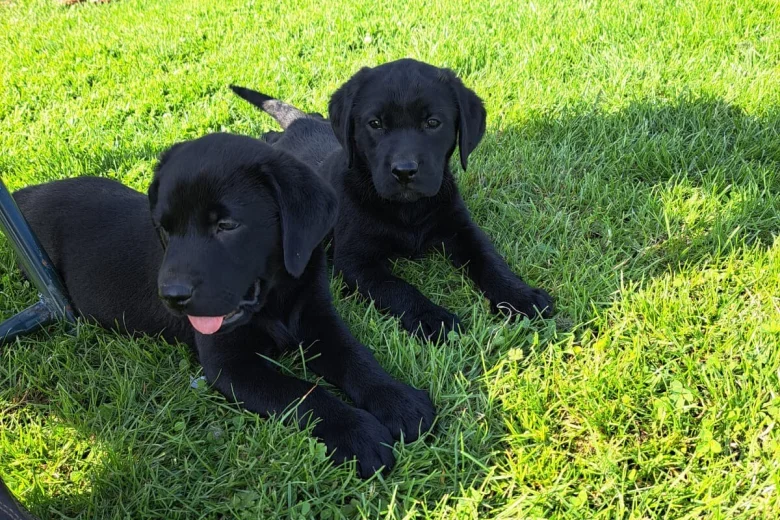 Labrador Retriever