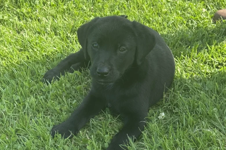 Labrador Retriever