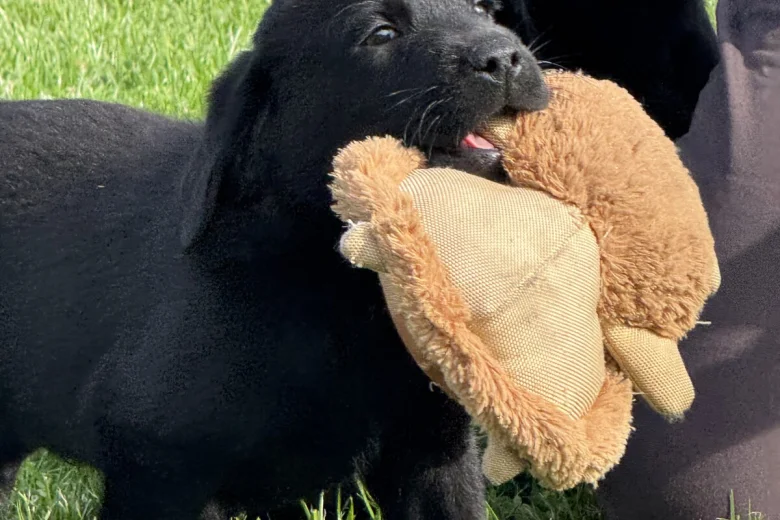 Labrador Retriever