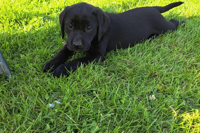 Labrador Retriever