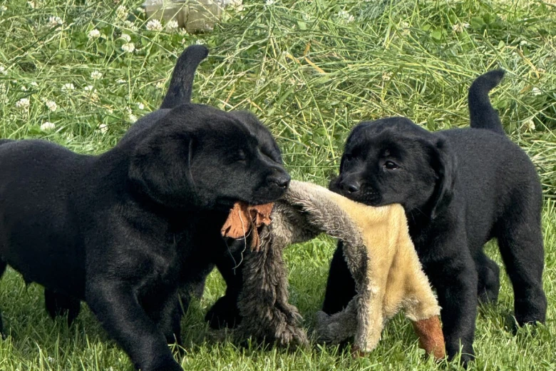 Labrador Retriever