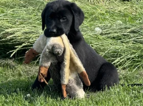 Labrador Retriever