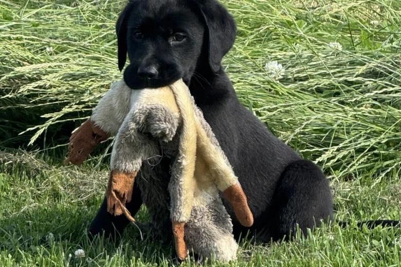 Labrador Retriever