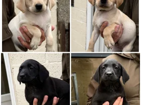Labrador Retriever