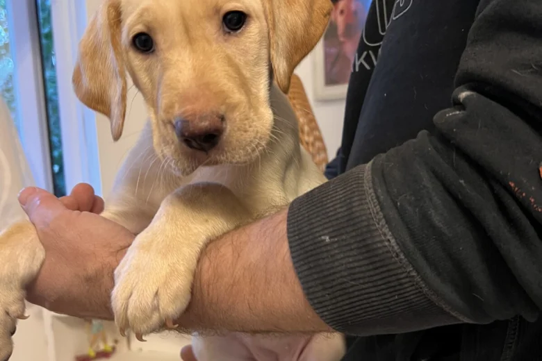 Labrador Retriever