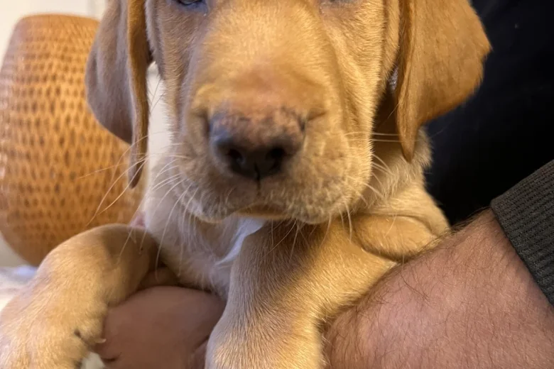 Labrador Retriever