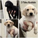 Labrador Retriever