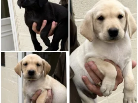 Labrador Retriever