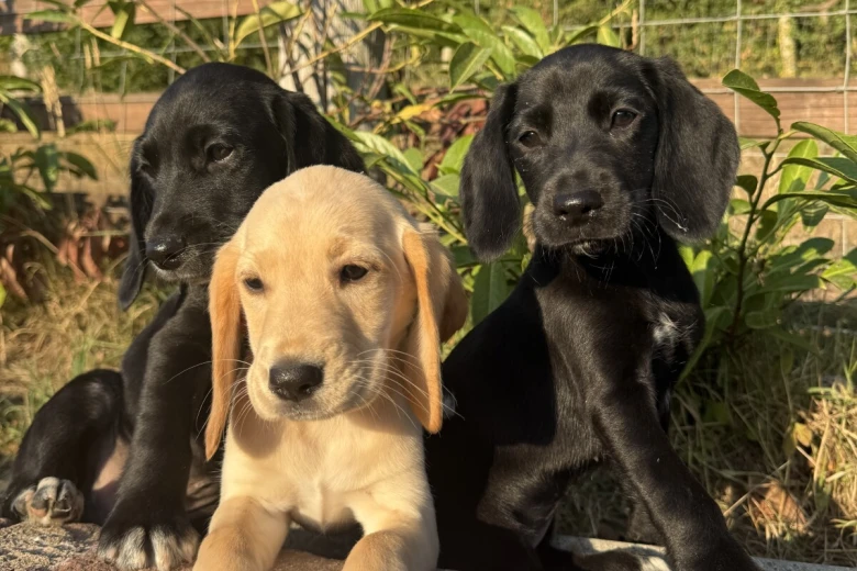Labrador Retriever