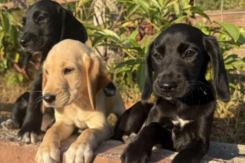 Labrador Retriever