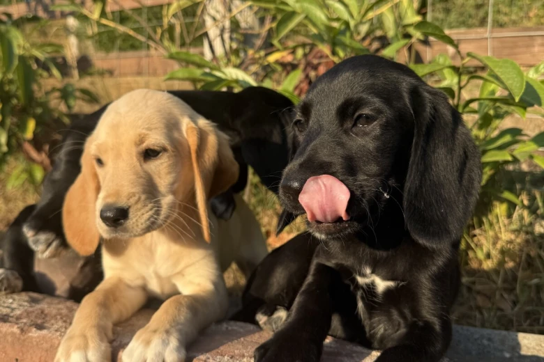 Labrador Retriever
