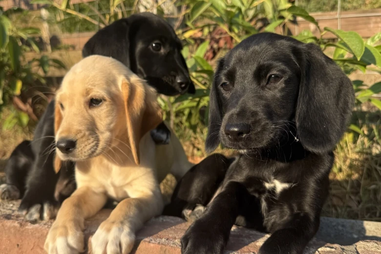 Labrador Retriever