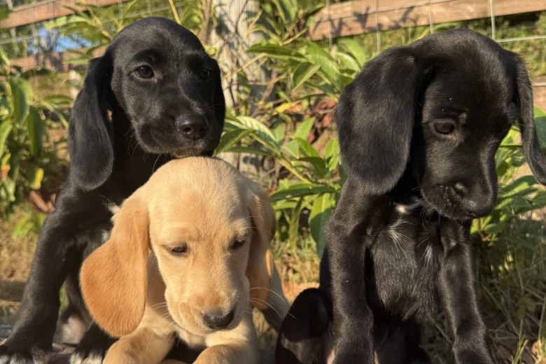 Labrador Retriever