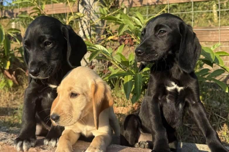 Labrador Retriever