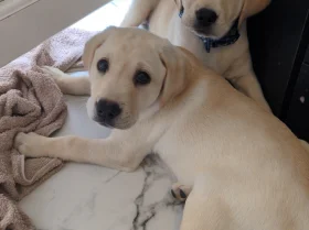 Labrador Retriever