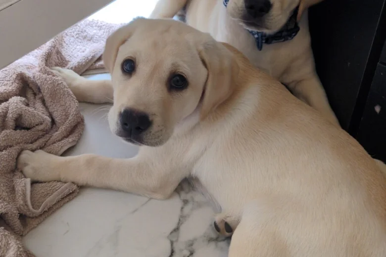 Labrador Retriever