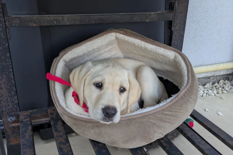 Labrador Retriever