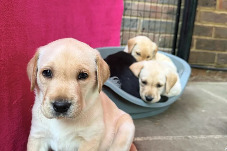 Labrador Retriever