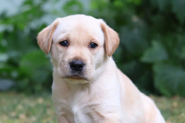 Labrador Retriever