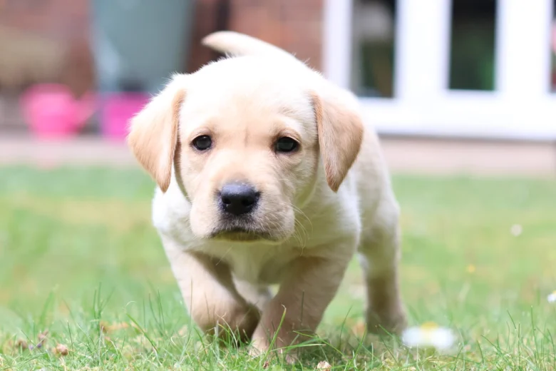 Labrador Retriever