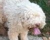 Lagotto Romagnolo