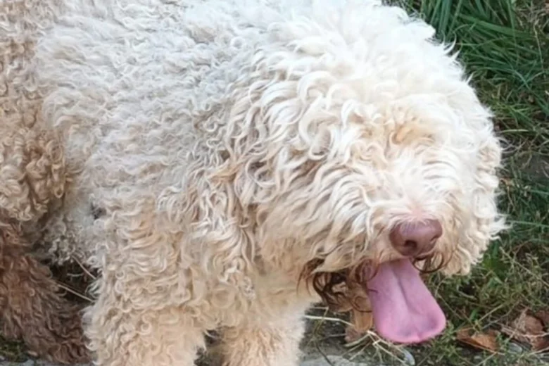 Lagotto Romagnolo