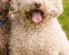 Lagotto Romagnolo