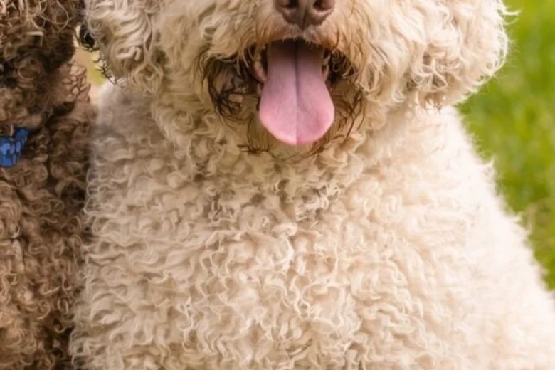 Lagotto Romagnolo