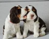 Cocker Spaniel (Show)