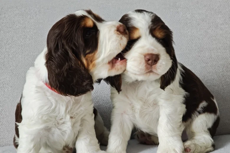 Cocker Spaniel (Show)