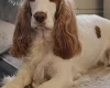 Cocker Spaniel (Show)