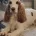 Cocker Spaniel (Show)