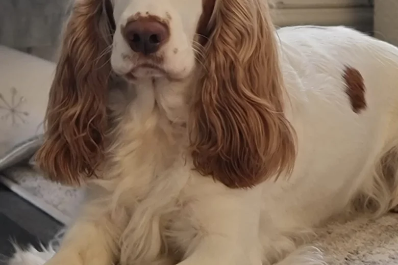 Cocker Spaniel (Show)