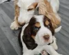 Cocker Spaniel (Show)