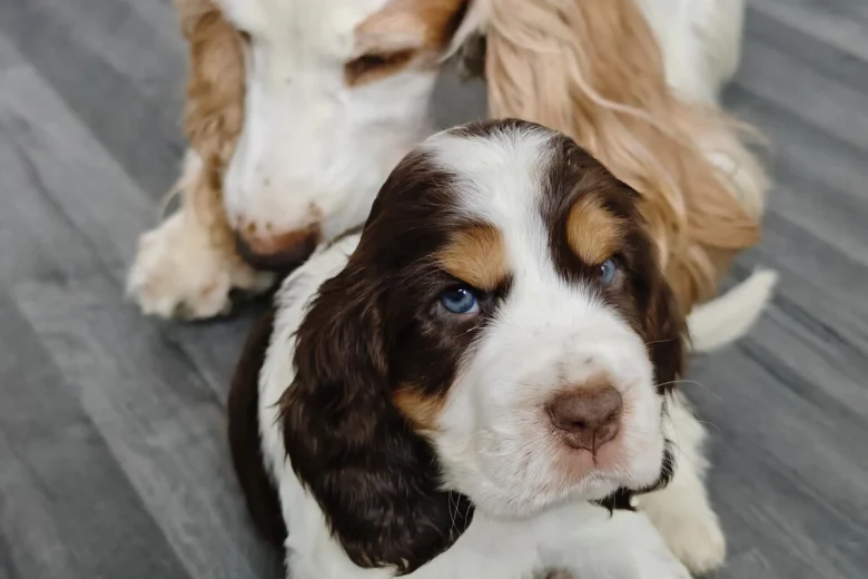 Cocker Spaniel (Show)
