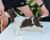 Cocker Spaniel (Show)