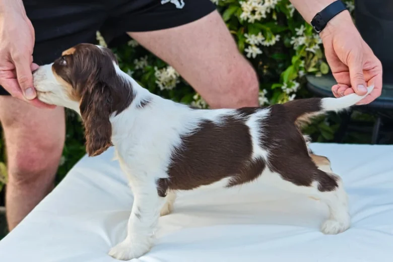 Cocker Spaniel (Show)