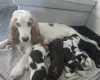 Cocker Spaniel (Show)