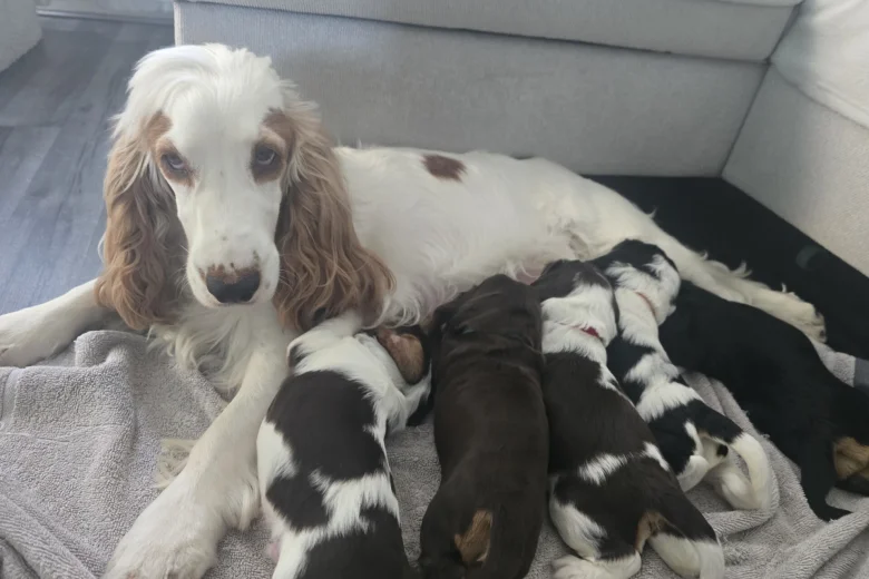 Cocker Spaniel (Show)