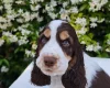 Cocker Spaniel (Show)