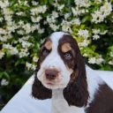 Cocker Spaniel (Show)