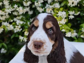 Cocker Spaniel (Show)