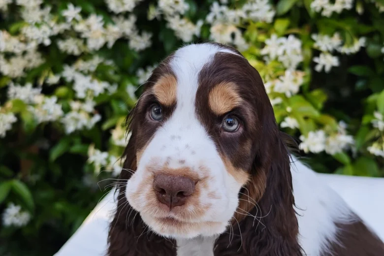 Cocker Spaniel (Show)