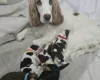 Cocker Spaniel (Show)