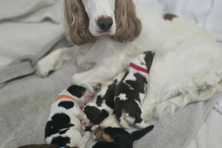 Cocker Spaniel (Show)