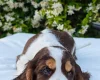 Cocker Spaniel (Show)